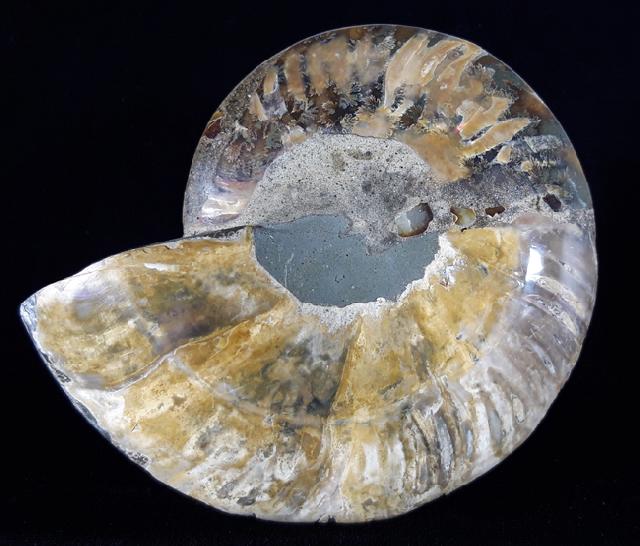 Cleoniceras (Grycia) besairiei COLLIGNON 1949 - Bild © FossNet FossilienStore